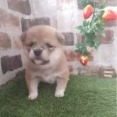 柴犬(標準サイズ)【鹿児島県・女の子・2024年12月27日・赤】の写真1