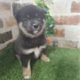 柴犬(標準サイズ)