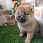柴犬(豆柴)