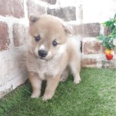 柴犬(豆柴)