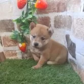 柴犬(標準サイズ)