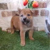 柴犬(標準サイズ)