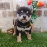 柴犬(標準サイズ)