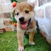 柴犬(標準サイズ)