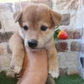 柴犬(標準サイズ)【鹿児島県・男の子・2025年6月22日・赤】の写真2