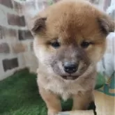 柴犬(標準サイズ)【鹿児島県・女の子・2025年11月2日・赤】の写真3