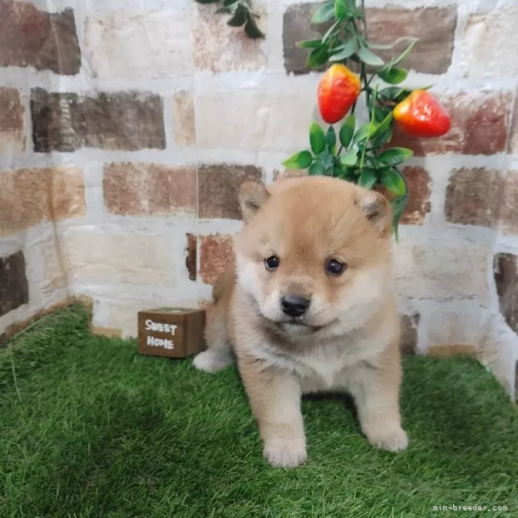 ID：2401-06645の子犬