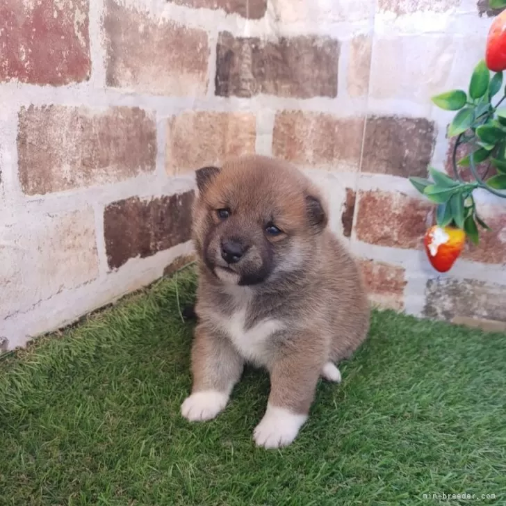 ID：2312-06488の子犬