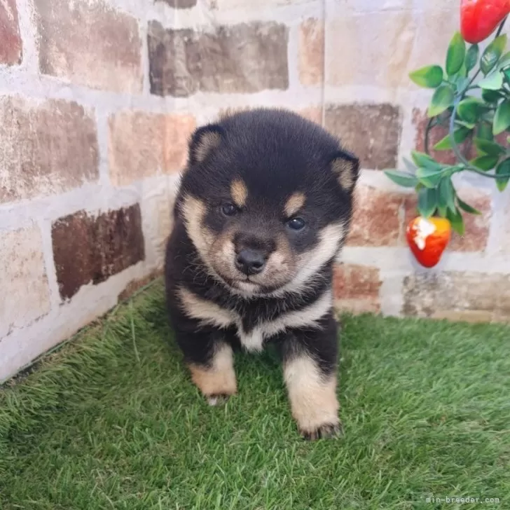 ID：2401-04502の子犬