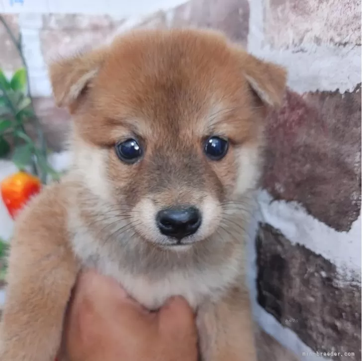 ID:2409-01505の子犬