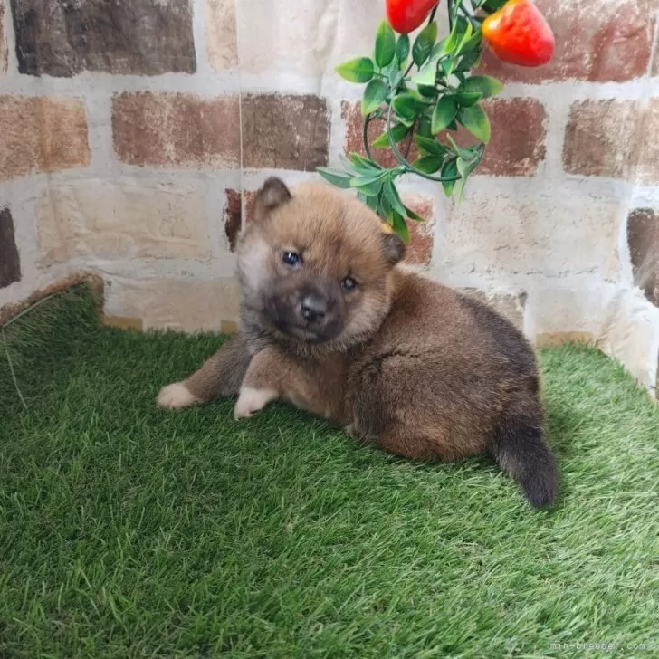 ID：2401-05729の子犬