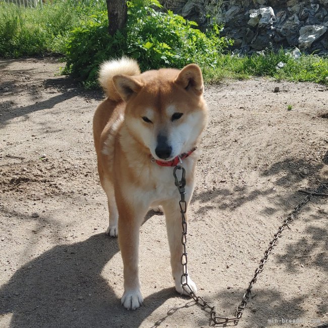 柴犬【・男の子・2023年9月18日・赤】