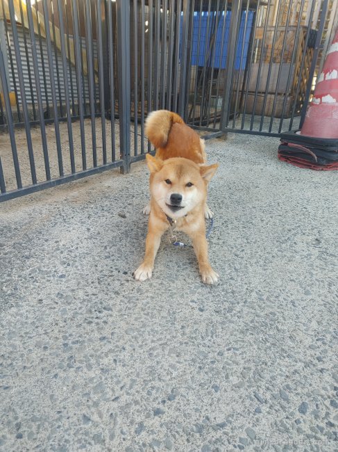 柴犬【・男の子・2023年7月3日・赤】
