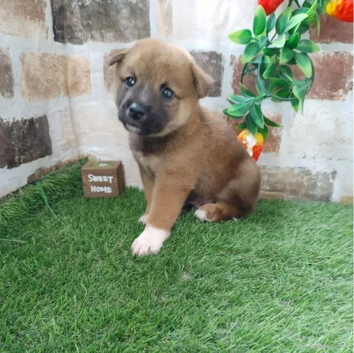 ID：2408-02364の子犬