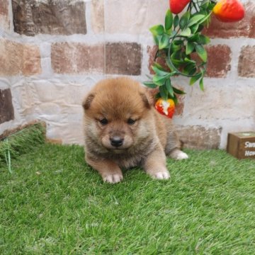 柴犬(標準サイズ)【鹿児島県・男の子・2024年2月18日・赤】の写真「小柄でコロコロの男の子♪」