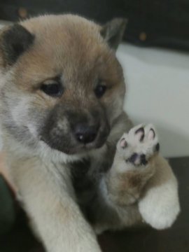 柴犬(標準サイズ)【鹿児島県・女の子・2021年12月14日・赤】の写真「コロコロもふもふ女子♪見学後すぐにお渡し可」