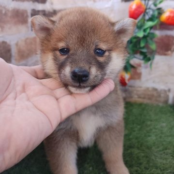 柴犬(標準サイズ)【鹿児島県・女の子・2024年2月18日・赤】の写真「小柄でコロコロの女の子♪」