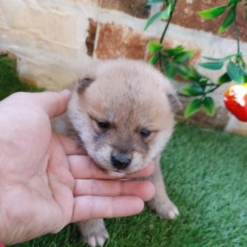 柴犬(標準サイズ)【鹿児島県・男の子・2022年11月22日・赤】の写真「1/10よりお引き渡し可能です♪」