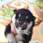 柴犬(標準サイズ)【鹿児島県・男の子・2023年10月30日・黒】の写真1