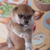 柴犬(標準サイズ)【鹿児島県・女の子・2023年10月30日・赤】の写真2