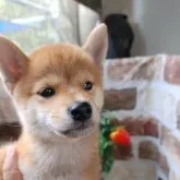 柴犬(標準サイズ)【鹿児島県・女の子・2023年7月3日・赤】の写真2