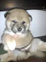 柴犬(標準サイズ)【鹿児島県・女の子・2021年12月14日・赤】の写真3