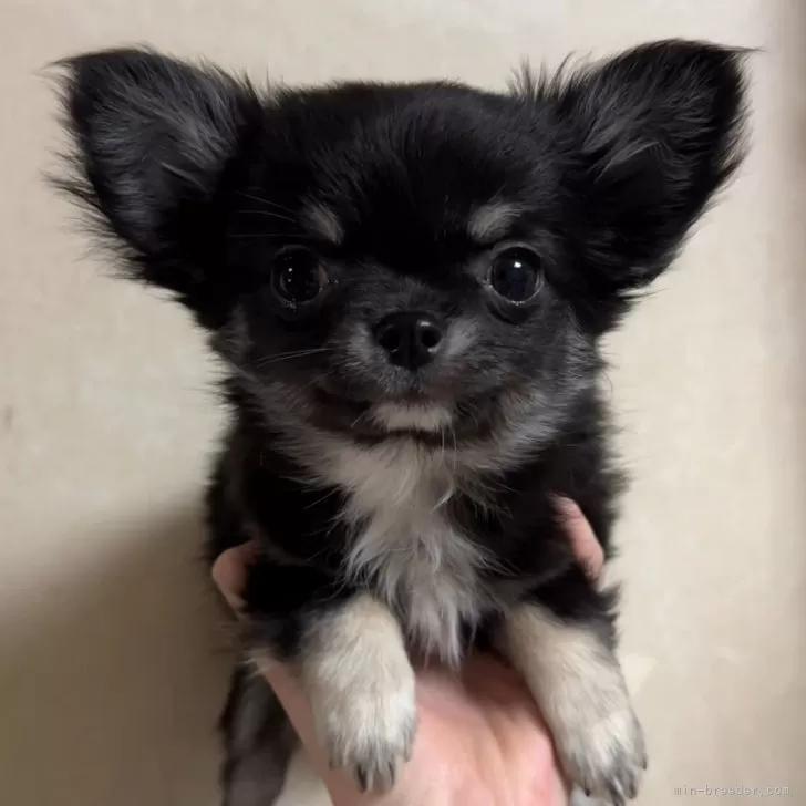 Y.M 様のお迎えした子犬