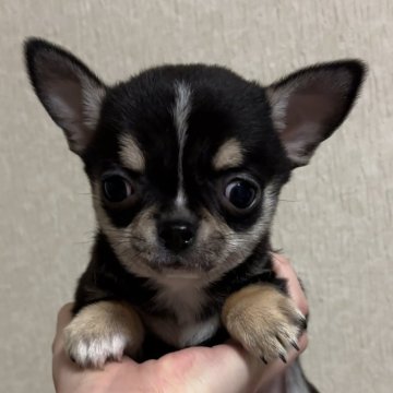 チワワ(スムース)【岐阜県・女の子・2024年11月8日・ブラックタン】の写真「お目目くりくりスムースちゃん♡」