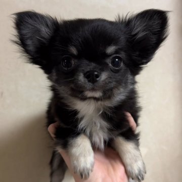 チワワ(ロング)【岐阜県・男の子・2024年11月8日・ブラックタン】の写真「手足短いおっとり可愛い男の子🐶」