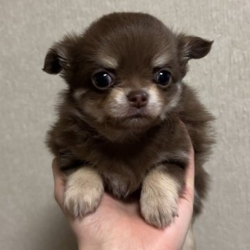 チワワ(ロング)【岐阜県・女の子・2025年1月30日・チョコレートタン】の写真「超極上！！とても可愛い女の子🐶」