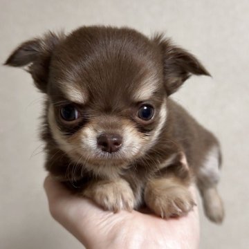 チワワ(ロング)【岐阜県・男の子・2025年9月24日・チョコタン】の写真「超極上！手足とマズルの短い男の子🐶」