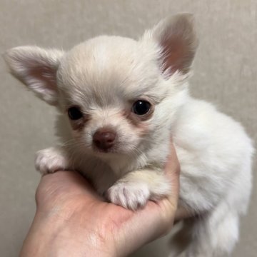 チワワ(ロング)【岐阜県・男の子・2025年1月30日・クリーム】の写真「実物の方が可愛い手足の短い男の子🐶」