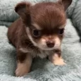 チワワ(ロング)