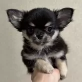 チワワ(ロング)