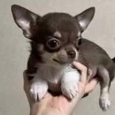 チワワ(スムース)