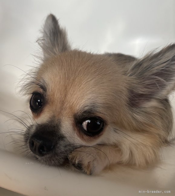 チワワ(ロング)【・女の子・2022年8月29日・フォーン】「可愛いママ♡」