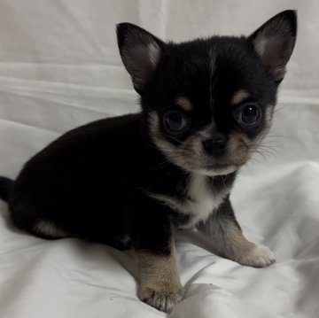 チワワ(スムース)【岐阜県・男の子・2024年1月10日・ブラックタンホワイト】の写真「おめめがクリクリな手足の短い男の子🐶」