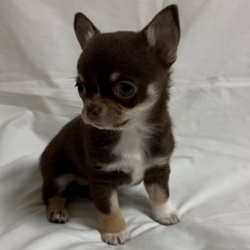 チワワ(スムース)【岐阜県・女の子・2024年1月10日・チョコレートタン&ホワイト】の写真「おめめクリクリ、可愛い女の子🐶」