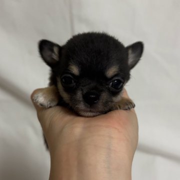 チワワ(スムース)【岐阜県・男の子・2024年6月30日・ブラックタン】の写真「お目目クリクリ！小さく可愛い男の子🐶」