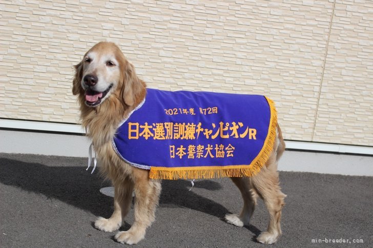 うちの大本のゴールデンです。｜吉井　彰(よしい　あきら)ブリーダー(群馬県・ラブラドールレトリバーなど・JKC登録)の紹介写真1