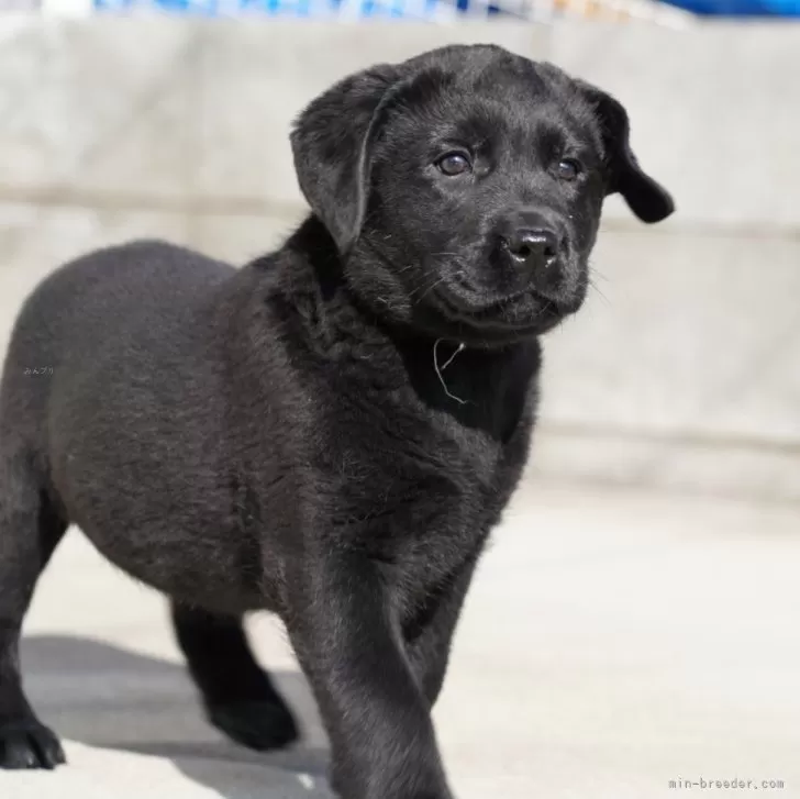 ID:2501-00995の子犬