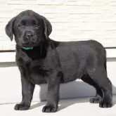ラブラドールレトリバー【群馬県・男の子・2024年12月1日・ブラック】の写真1「お顔が可愛くなってきました」