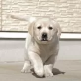 ラブラドールレトリバー【群馬県・男の子・2024年12月1日・イエロー】の写真1「タレ目ボーイ」