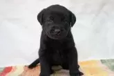 ラブラドールレトリバー【群馬県・男の子・2024年12月1日・ブラック】の写真2