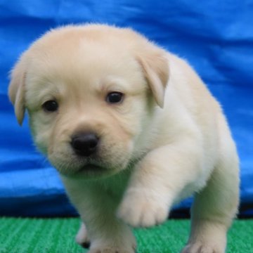 ラブラドールレトリバー【群馬県・男の子・2024年3月3日・イエロー】の写真「元気でやんちゃです」