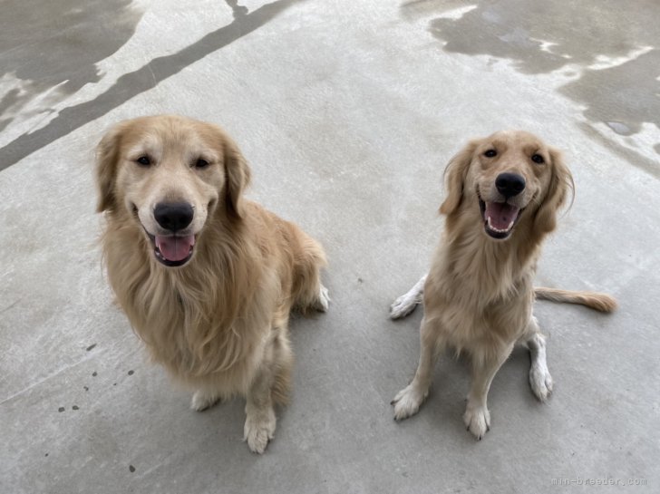 ゴールデンレトリバー【・男の子・2018年6月28日・ゴールド】「左側がしゅうぞうです。右は兄妹の女の子」