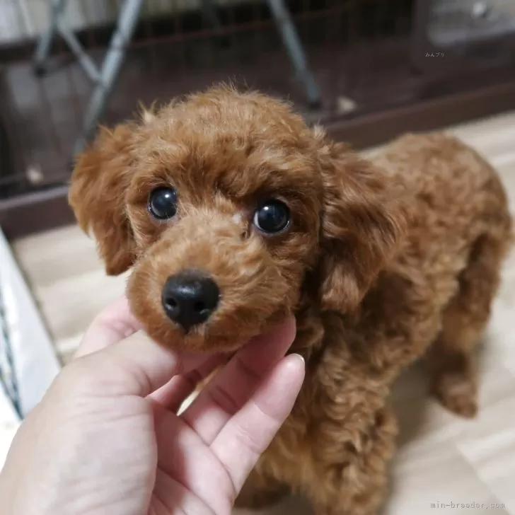 ID：2506-00757の子犬