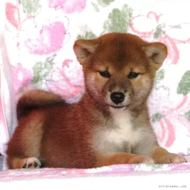 柴犬(標準サイズ)【和歌山県・女の子・2025年6月6日・赤】の写真1