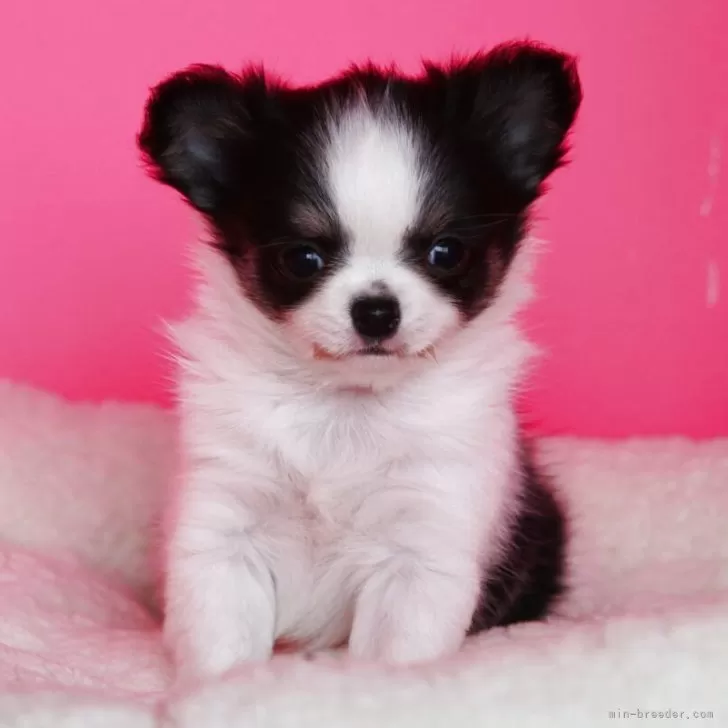 ID:2504-03085の子犬