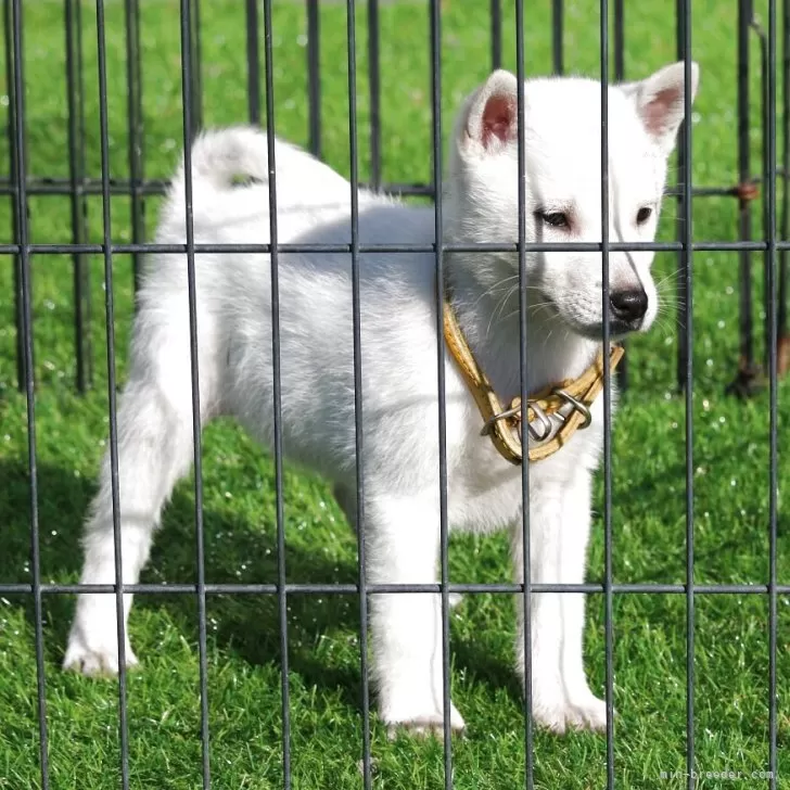 紀州犬【和歌山県・女の子・2025年10月10日・白】の写真1